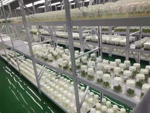 武漢蔬菜花卉種苗工廠化生產(chǎn)標準化試點項目成效顯著 商品苗提升超5%，畜牧漁業(yè)飼料銷售同步增長